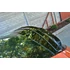SPOILER CAP Hyundai Veloster